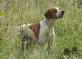Pedigree UPPER DELLA CISA Pedigree UPPER DELLA CISA